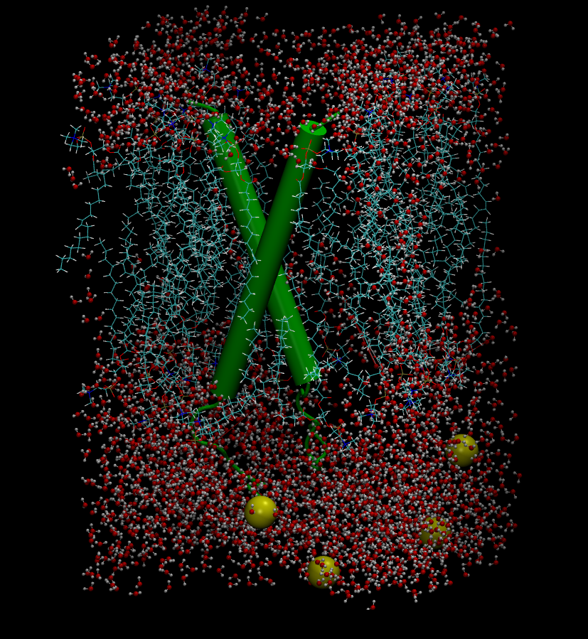 Render of the transmembrane protein of Glycophorin A